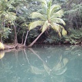 Dominica Indian River5.JPG